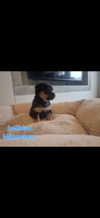 Zwergpinscher- pomeranian