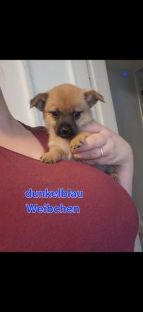 Zwergpinscher- pomeranian