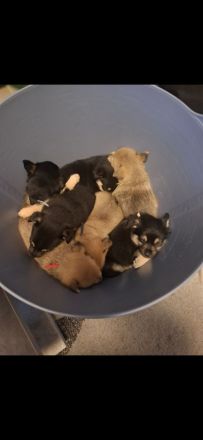 Zwergpinscher- pomeranian