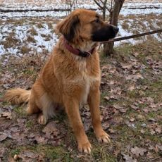 süße Mischlingshündin "Arina" sucht ein Zuhause