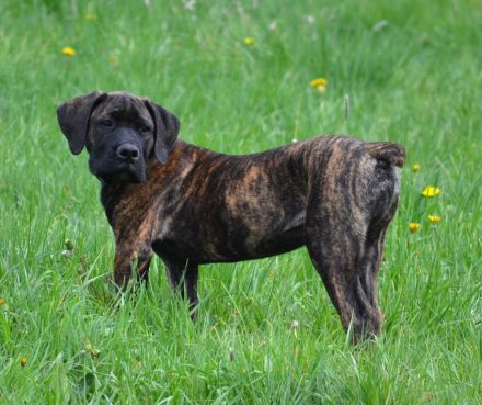 BOERBOEL WELPEN