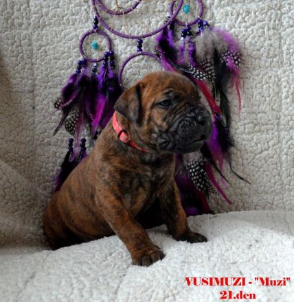 BOERBOEL WELPEN