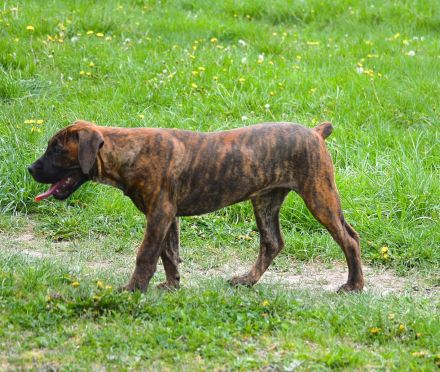 BOERBOEL WELPEN