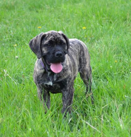 BOERBOEL WELPEN