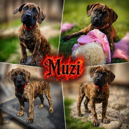 BOERBOEL WELPEN
