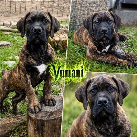 BOERBOEL WELPEN
