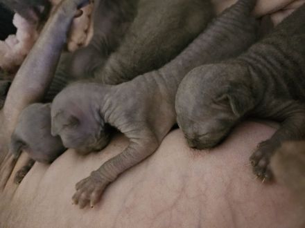 canadian Sphynx Kitten