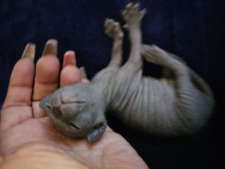 canadian Sphynx Kitten