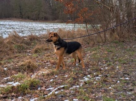 bezaubernte Schäferhund-Mix Junghündin "Luzzy"