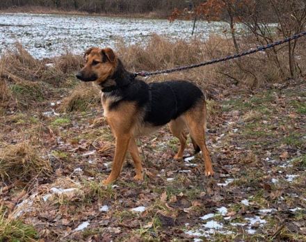 bezaubernte Schäferhund-Mix Junghündin "Luzzy"