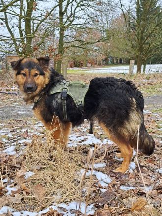 liebe Altdeutsche Schäferhund-Mix Junghündin "Mascha"