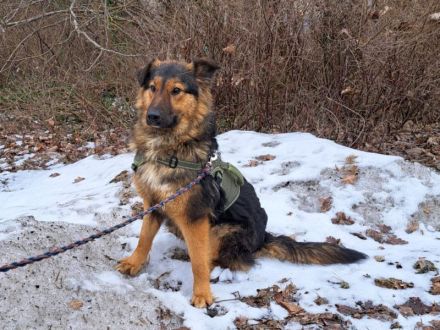 liebe Altdeutsche Schäferhund-Mix Junghündin "Mascha"
