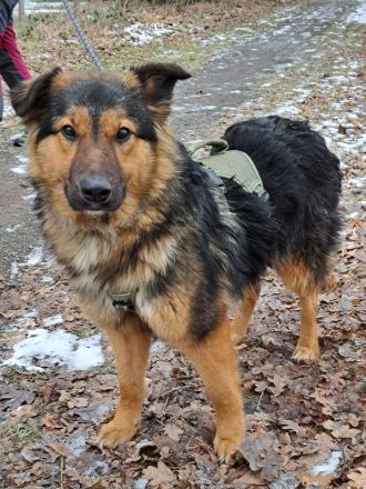 liebe Altdeutsche Schäferhund-Mix Junghündin "Mascha"