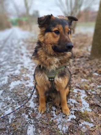 liebe Altdeutsche Schäferhund-Mix Junghündin "Mascha"