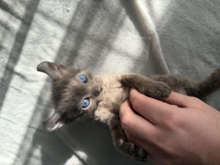 Wunderschöne Sphynx Elf Babys zur Reservierung