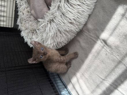 Wunderschöne Sphynx Elf Babys zur Reservierung