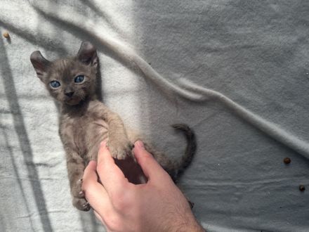 Wunderschöne Sphynx Elf Babys zur Reservierung