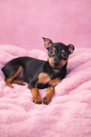 Zwergdack - Zwergpinscher Welpen suchen ein neues Zuhause