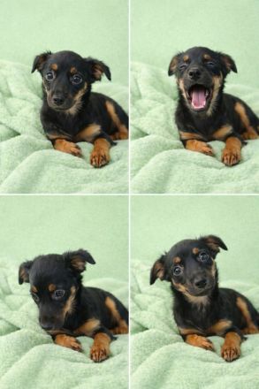 Zwergdack - Zwergpinscher Welpen suchen ein neues Zuhause