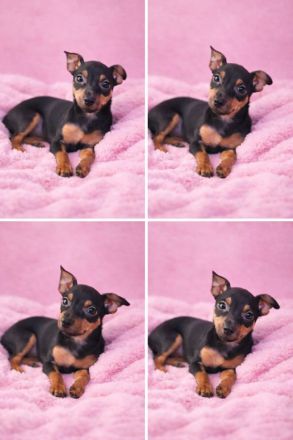 Zwergdack - Zwergpinscher Welpen suchen ein neues Zuhause