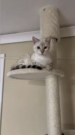 Weiblich BKH Mix Bengal Snow