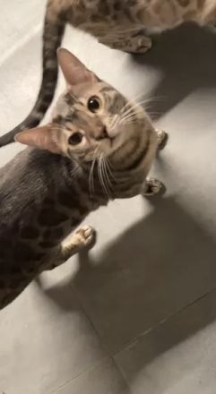 Reinrassiger Bengal Kater Grau abzugeben 8 Monate