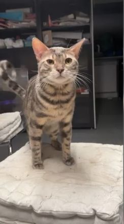 Reinrassiger Bengal Kater Grau abzugeben 8 Monate