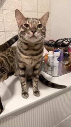 Reinrassiger Bengal Kater Grau abzugeben 8 Monate