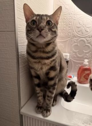 Reinrassiger Bengal Kater Grau abzugeben 8 Monate
