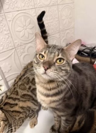 Reinrassiger Bengal Kater Grau abzugeben 8 Monate