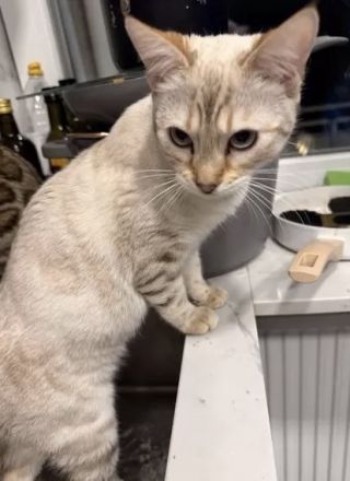 2 Bengal x Britisch Kurzhaar Mix Katze (getigert) Und Snow abzugeben 9 Monate