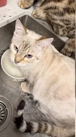 2 Bengal x Britisch Kurzhaar Mix Katze (getigert) Und Snow abzugeben 9 Monate