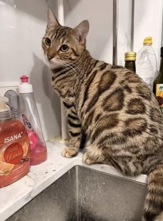 2 Bengal x Britisch Kurzhaar Mix Katze (getigert) Und Snow abzugeben 9 Monate