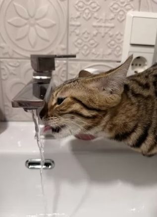 2 Bengal x Britisch Kurzhaar Mix Katze (getigert) Und Snow abzugeben 9 Monate