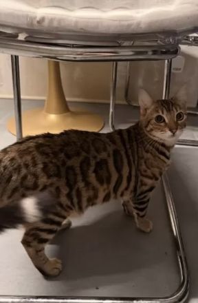 2 Bengal x Britisch Kurzhaar Mix Katze (getigert) Und Snow abzugeben 9 Monate