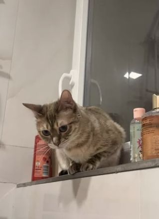 Reinrassige Bengal Katze (weiblich) abzugeben Sterillisiert und gechippt