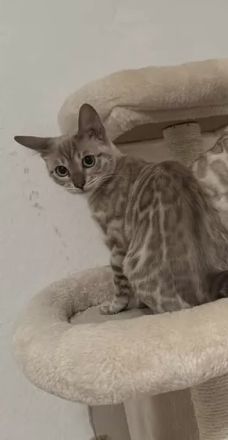 Reinrassige Bengal Katze (weiblich) abzugeben Sterillisiert und gechippt