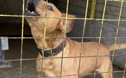Besonderer Hund für besondere Menschen: Coyoti sucht Gedulds-Profis
