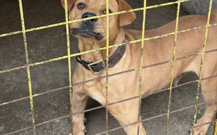 Besonderer Hund für besondere Menschen: Coyoti sucht Gedulds-Profis