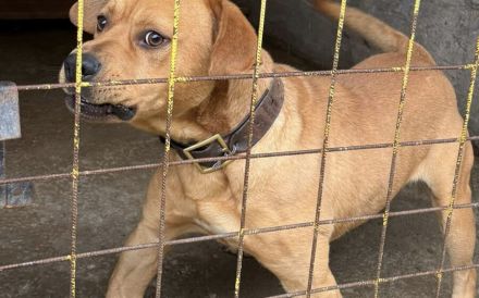 Besonderer Hund für besondere Menschen: Coyoti sucht Gedulds-Profis