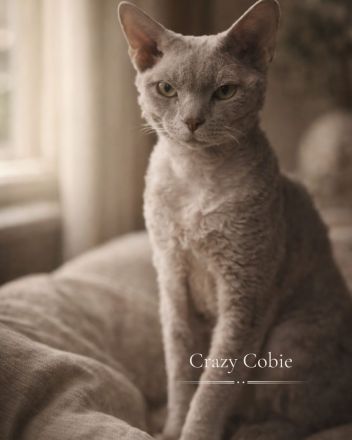 Mauwyn Devon Rex Kitten — boutique raised