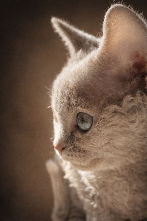 Mauwyn Devon Rex Kitten — lilac, Blue, tortie