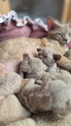 Mauwyn Devon Rex Kitten — boutique raised