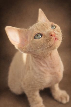 Mauwyn Devon Rex Kitten — lilac, Blue, tortie