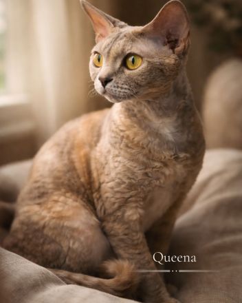 Mauwyn Devon Rex Kitten — boutique raised
