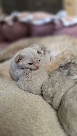 Mauwyn Devon Rex Kitten — boutique raised