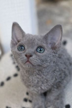Mauwyn Devon Rex Kitten — lilac, Blue, tortie