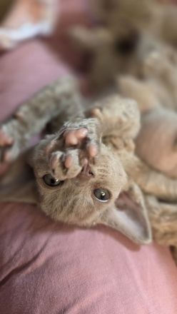 Mauwyn Devon Rex Kitten — lilac, Blue, tortie