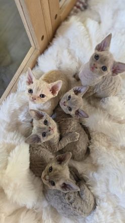 Mauwyn Devon Rex Kitten — lilac, Blue, tortie