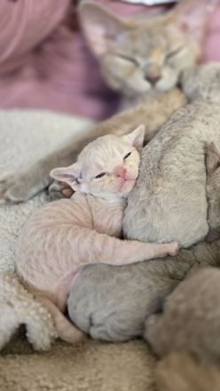 Mauwyn Devon Rex Kitten — boutique raised